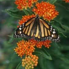 Image result for Asclepias adscendens