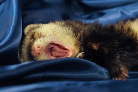 Caring for a pet rat is somewhat complicated; 8 Exotic Pets That Can Be House Trained With Pictures Wildlife Informer