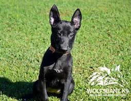 Belgium Malinois Black Belgian Malinois Puppy Black Belgian Malinois Puppy Belgian Malinois Dog Malinois Puppies Belgian Malinois Puppies