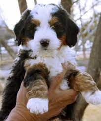 They are easy to train. Mini Bernedoodle 6 Wks Bernedoodle Puppy Bernadoodle Puppy Cute Dogs