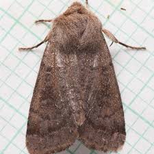 Image result for Paropsia braunii