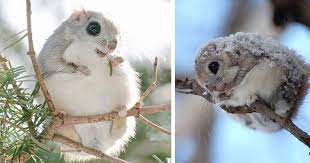 The japanese dwarf flying squirrel is one of two species of old world flying squirrels in the genus pteromys. Japanese And Siberian Flying Squirrels Are Probably The Cutest Animals On Earth Bored Panda