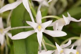 Image result for Mystacidium