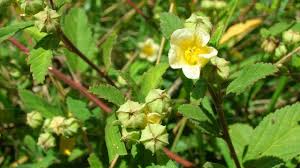 Image result for Sida rhombifolia