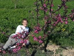 Mein Bluhender Obstgarten Im April Alfalfa Luzerne Vater Der Nahrung Biologische Ampferreduzierung
