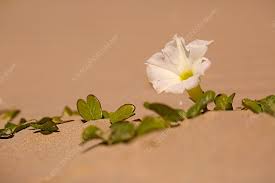 Image result for Ipomoea stolonifera