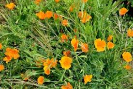 Half moon bay and highway 1 to the south of the town are some of the best spots to find wildflowers in the bay area. Wildflower Hike Near Montara On The San Mateo Coast Post