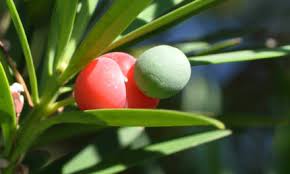 Image result for Heywoodia