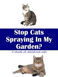 9 Most Simple Ideas Cat Repellent Spray Walmart Cat Scratching Spray Homemade Hartz Flea Spray For Cats Cat Repellent Spray Walmart Male Cat Not Neuter Con Imagenes Sensible