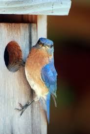 Unknown Birds Outside My Window Mr Bluebird Beautiful Birds Blue Bird Birds