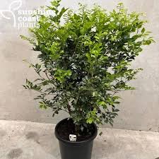 Image result for Murraya paniculata