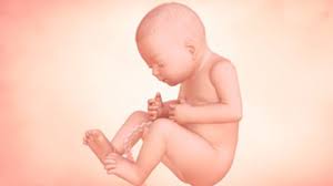 Minggu ini berat bayi dalam kandungan mama bisa mencapai 2.000 gram, dengan ukuran sekitar 43 cm dari kepala hingga ke bawah. 33 Minggu Hamil Perkembangan Bayi Dalam Kandungan Enfagrow A Malaysia