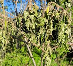 Spring Leaf Damage During May: Frost or Fungi? — Research — Department of  Ecosystem Science and Management