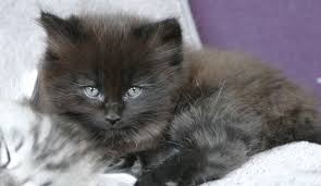 deutsch langhaar katzchen willow deutsch langhaar katze katzen deutsch langhaar
