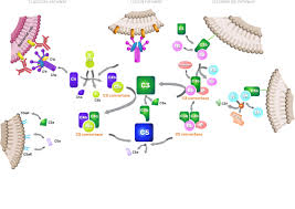 Image result for Complement Pathway