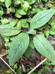 Image result for Cynoglossum lanceolatum
