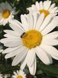 Check spelling or type a new query. Shasta Daisy Growing Tips Varieties And Pollinator Power