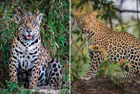 Assets Video Intro The Global Wild Cat Conservation Organization Continue To Panthera Org Https Dg2d3wxprq381 Cloudfront Net Cms Sites Default Files Blog Post Header 2 Jpg Itok Oxr3zxwo Field Notes Panthera S Blog Www Panthera Org Blog Wild
