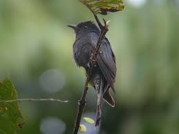 Maybe you would like to learn more about one of these? Mitos Dan Fakta Burung Kedasih Konon Kicauannya Pertanda Kematian