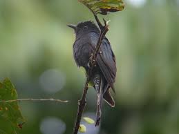 Nah, untuk kali ini akan membahas mengenai burung paling licik yang bernama burung emprit gantil yang jarang dipelihara oleh pecinta burung kicauan. Mitos Dan Fakta Burung Kedasih Konon Kicauannya Pertanda Kematian