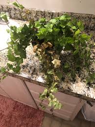My Indoor English Ivy Looks Like It S Dying Starting At The Base And Only On Some Vines He Doesn T Seem Overwatered And He S Definitely Not Dry What Am I Doing Wrong