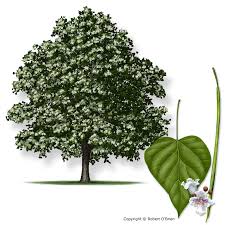 Image result for Catalpa