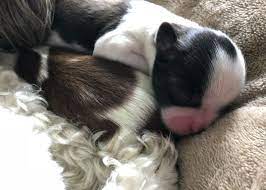 My Sweet Little Newborn Shih Tzu Newborn Newbornpuppy Shihtzu Ahihtzupuppy Foxiepup Shih Tzu Puppy Super Cute Puppies Shih Tzu