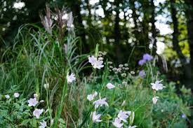 Image result for Hesperantha