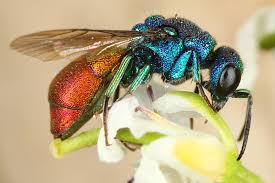 Image result for Cyrtorchis neglecta