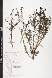 Image result for Sopubia ramosa