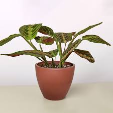 Image result for maranta