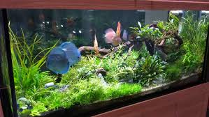 Aneka model gorden minimalis 1.0. Model Aquarium Hias Yang Populer Hingga Saat Ini