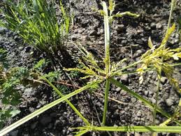 Image result for Cyperus renschii