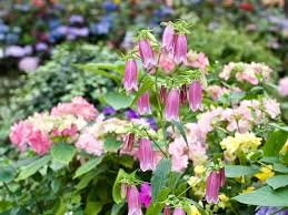 Because of its flowers, insects as well as hummingbirds are easily attracted. Stunning Bell Shaped Flowers For Dreamy Gardens