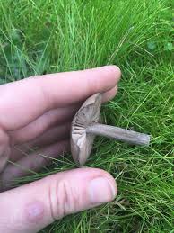 Image result for Clitocybe multiceps