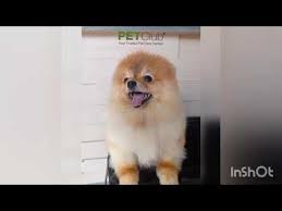 petclub portochino ร านต ดถนน สะอาดน าร กอบอ น ม สระว ายน ำในร ม เพ