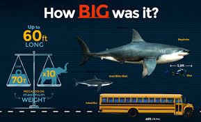 Megalodon Size How Big Was The Megalodon Shark Fossilera Com