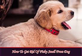 Science of dogs smelling like fish. How To Get Rid Of Fishy Smell From Dog A Complete Guidelines