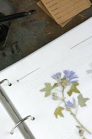 Willkommen bei muster vorlage ihre seite für muster und vorlage aller art kostenlos zum herunterladen. Herbarium Shop Vorlagen Fur Dein Projekt Www Herbarium Vorlagen De
