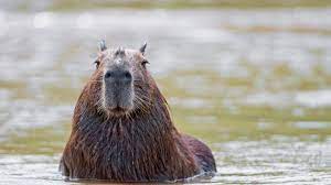 Here are all the the largest rodent in the world answers. Capybara Meet The World S Largest Rodent