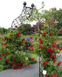 Die Ofter Bluhende Kletterrose Amadeus Kordes 2003 Fasziniert Genau So Wie Die Musik Von Osterreichs Bekanntestem Komp Rosenbogen Gartenthema Garten Design