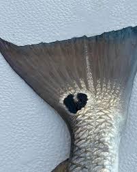 💔 but then Vishnu sent me heartfish #fishbra