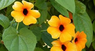 Because it blooms in the first year when planted from seed in early spring. How To Sow Black Eyed Susan Thunbergia Alata Seed Hayes Garden World