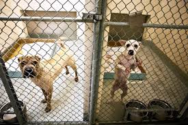 To expedite the adoption process, please complete the cat or dog adoption form and bring a printed copy with you to the sf spca adoption center (hours & location). Unwanted Dogs Stress San Francisco Pound Wsj