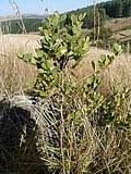 Image result for Rhoicissus tridentata