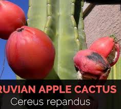 How to propagate peruvian apple cactus from cuttings. Peruvian Apple Cactus Cuttings Buy Sell Online Plant Seeds And Bulbs With Cheap Price Lazada Ph