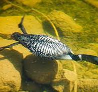 High Quality Stock Photos of "great northern diver (gavia ...