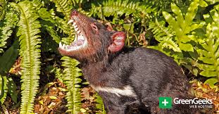 The tasmanian devil, commonly referred to as taz, is an animated cartoon character featured in the warner bros looney tunes and merrie melodies series of cartoons. The Tasmanian Devil Is Being Reintroduced To Australia