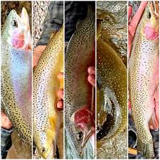 A trout stream's genealogy can be instructive: Flint Creek Outdoors Posts Facebook