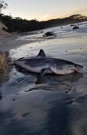 A young great white shark is tagged using satellite technology to track 3d movements in the new york bight between 2016 and 2019. Baby Great White Shark Investigations Into Death After It Was Found On The Beach Daily Telegraph